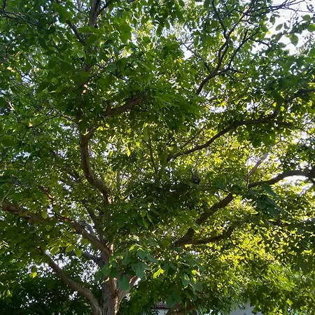 Zirganos Horton Pelion 1 * Khórto