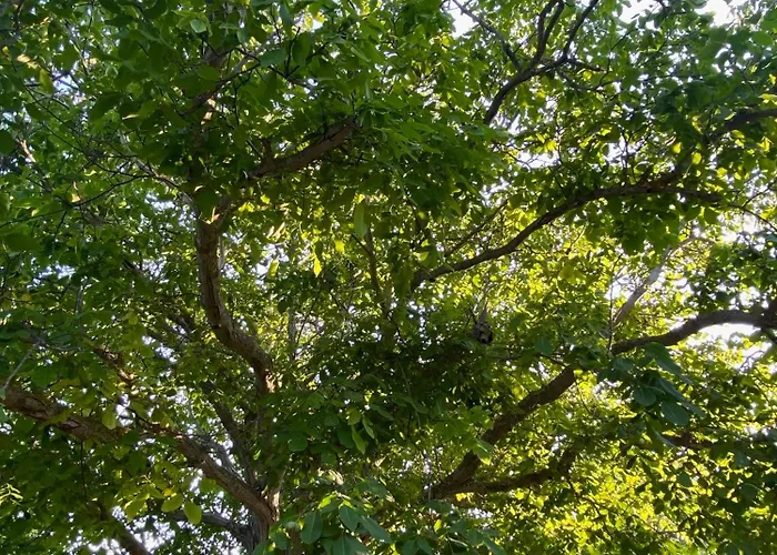 Zirganos Horton Pelion 1 * Khórto